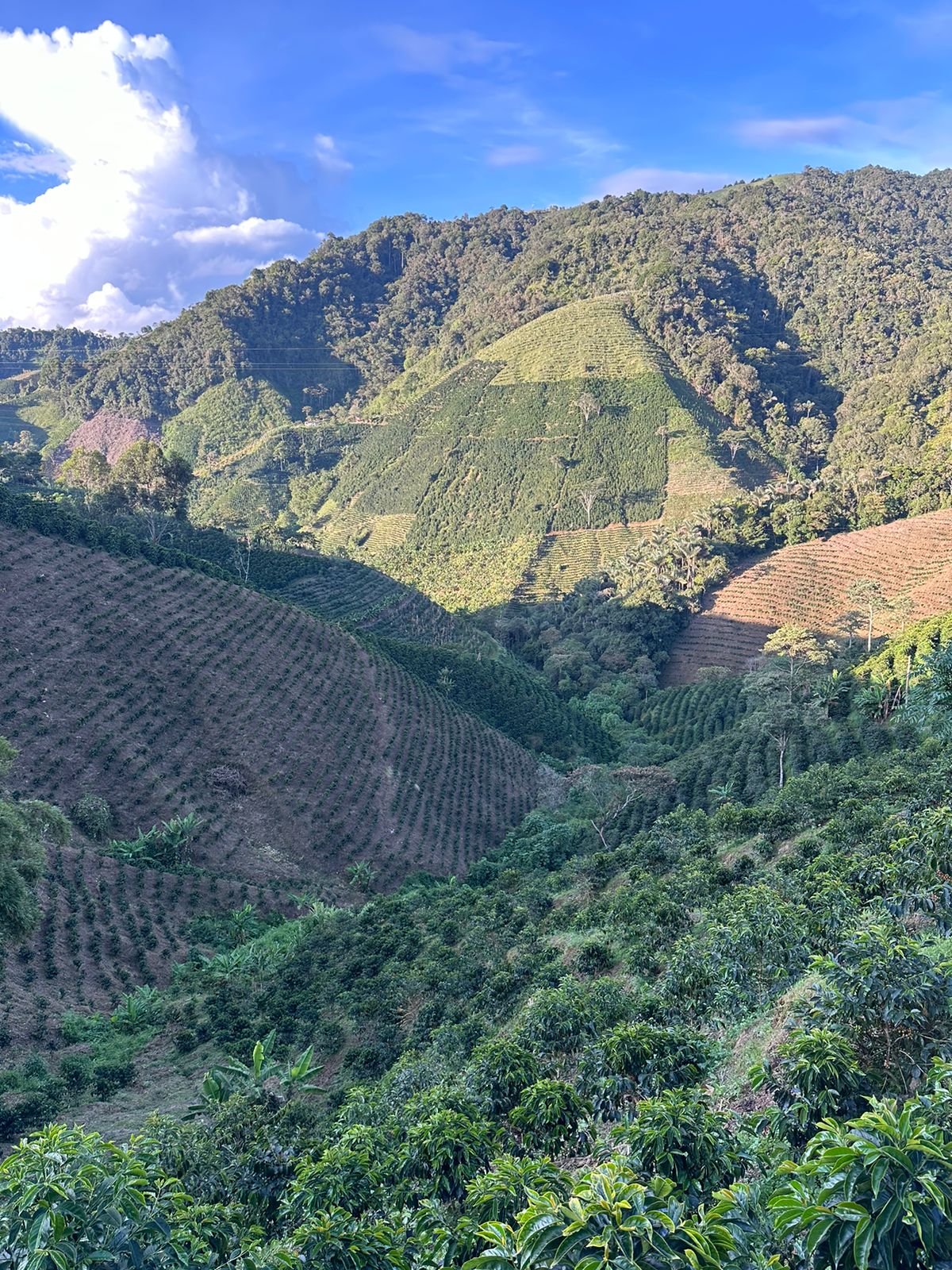 Colombia - Micro-lote