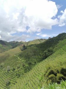 Jhoan Vergara